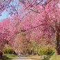 5 Seeds HIMALAYAN CHERRY Prunus Cerasoides Pink Flowers Red Fruit Tree (Seeds)