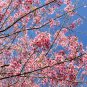 5 Seeds HIMALAYAN CHERRY Prunus Cerasoides Pink Flowers Red Fruit Tree (Seeds)
