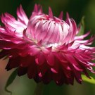50 Seeds PINK DOUBLE STRAWFLOWER Helichrysum Bracteatum Flower (Seeds)