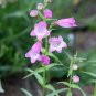 500 Seeds CALICO BEARDTONGUE Smooth / Eastern Penstemon Calycosus Flower (Seeds)