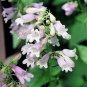 500 Seeds CALICO BEARDTONGUE Smooth / Eastern Penstemon Calycosus Flower (Seeds)