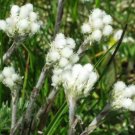150 Seeds White PUSSYTOES Cats Paws Antennaria Flower (Seeds)