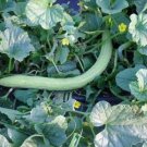10 Seeds SNAKE GOURD Multicolored Craft Gourd Lagenaria Siceraria Vine (Seeds)