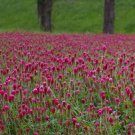 3000 Seeds CRIMSON CLOVER Carnation, French, Italian Trifolium Incarnatum Flower (Seeds)