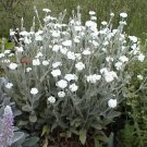 50 Seeds WHITE LYCHNIS Coronaria Alba Rose Campion Silene Flower (Seeds)