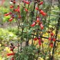 40 Seeds CHILEAN GLORY VINE Eccremocarpus Scaber Flower (Seeds)