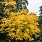 10 Seeds YELLOW ASH TREE Kentucky Yellowwood White Flr Cladrastis Lutea Kentukea (Seeds)