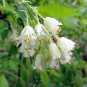 5 Seeds AMERICAN BLADDERNUT Tree Staphylea Trifolia Shrub Green Pod White Flower (Seeds)