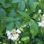 5 Seeds AMERICAN BLADDERNUT Tree Staphylea Trifolia Shrub Green Pod White Flower (Seeds)