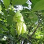 5 Seeds AMERICAN BLADDERNUT Tree Staphylea Trifolia Shrub Green Pod White Flower (Seeds)