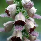 50 Seeds RUSTY FOXGLOVE Hummingbird Flower Digitalis Ferruginea Yellow Herald (Seeds)