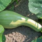 30 Seeds Green Striped CUSHAW SQUASH PUMPKIN Cucurbita Mixta Vegetable (Seeds)