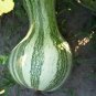 30 Seeds Green Striped CUSHAW SQUASH PUMPKIN Cucurbita Mixta Vegetable (Seeds)