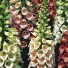 1000 Seeds MIXED FOXGLOVE Digitalis Purpurea Flower (Seeds)