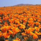 1000 Seeds ORANGE CALIFORNIA POPPY Eschscholzia Californica Flower (Seeds)