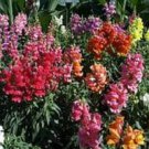 2000 Seeds NORTHERN LIGHTS Mix SNAPDRAGON Linaria Maroccana Flower (Seeds)