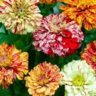 150 Seeds PEPPERMINT STICK ZINNIA Mix Mixed Colors Red Stripe Elegans Flower (Seeds)
