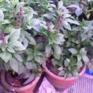 500 Seeds ANISE PERSIAN BASIL Ocimum Basilicum Herb Flower (Seeds) 500 Seeds ANISE PERSIAN BASIL Ocimum Basilicum Herb Flower (Seeds)