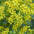 50 Seeds YELLOW RUE Herb of Grace Common Ruta Graveolens Fragrant Evergn Flower (Seeds)