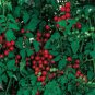 300 Seeds SMALL Red CHERRY TOMATO Lycopersicon Lycopersicum Fruit Vegetable (Seeds)
