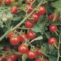 300 Seeds SMALL Red CHERRY TOMATO Lycopersicon Lycopersicum Fruit Vegetable (Seeds)