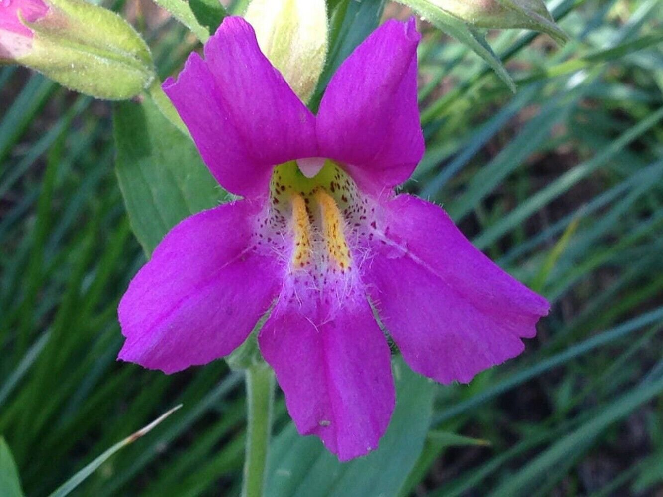 250 Seeds PURPLE MONKEY FLOWER Mimulus Ringens (Seeds)