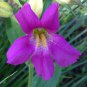 250 Seeds PURPLE MONKEY FLOWER Mimulus Ringens (Seeds)