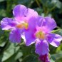 250 Seeds PURPLE MONKEY FLOWER Mimulus Ringens (Seeds)