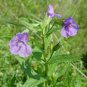 250 Seeds PURPLE MONKEY FLOWER Mimulus Ringens (Seeds)