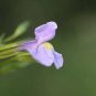 250 Seeds PURPLE MONKEY FLOWER Mimulus Ringens (Seeds)
