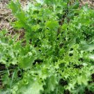 1000 Seeds SALAD KING ENDIVE Italian Chicory Greens Cichorium Endivia Vegetable (Seeds)