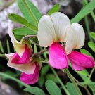30 Seeds GOAT'S RUE Tephrosia Virginiana Cracca Flower Grass Legume Ground Cover (Seeds)