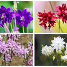100 Seeds Mixed TALL DOUBLE COLUMBINE Aquilegia Vulgaris Red Pink Purple Flower (Seeds) 100 Seeds Mixed TALL DOUBLE COLUMBINE Aquilegia Vulgaris Red Pink Purple Flower (Seeds)