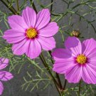 300 Seeds DWARF PINK COSMOS Cosmos Bipinnatus Flower (Seeds)