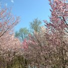 10 Seeds Japanese MOUNTAIN CHERRY Prunus Serrulata Spontanea Pink Flower Fruit (Seeds)