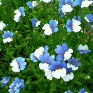 50 Seeds BLUE & WHITE Nemesia Strumosa Flower (Seeds)