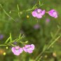 100 Seeds FALSE SLENDERLEAF FOXGLOVE Purple Gerardia Agalinis Tenuifolia Flower (Seeds)