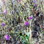 100 Seeds FALSE SLENDERLEAF FOXGLOVE Purple Gerardia Agalinis Tenuifolia Flower (Seeds)