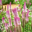 100 Seeds FLAMINGO FEATHER Wheat CELOSIA Spicata Pink & White Flower (Seeds)