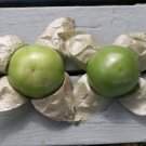 200 Seeds GRANDE Rio VERDE TOMATILLO Green Physalis Ixoxcarpa Vegetable (Seeds) 200 Seeds GRANDE Rio VERDE TOMATILLO Green Physalis Ixoxcarpa Vegetable (Seeds)
