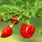 50 Seeds Hot RED HABANERO PEPPER Capsicum Chinense Vegetable (Seeds) 50 Seeds Hot RED HABANERO PEPPER Capsicum Chinense Vegetable (Seeds)