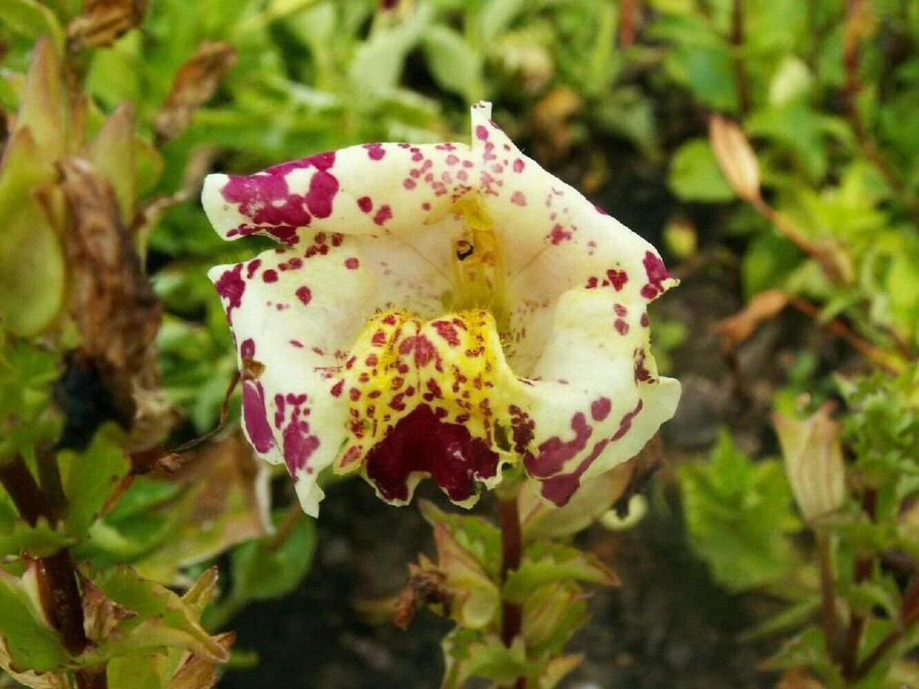 250 Seeds TIGER MONKEY Mixed Colors Mimulus Tigrinus Flower (Seeds)