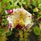 250 Seeds TIGER MONKEY Mixed Colors Mimulus Tigrinus Flower (Seeds) 250 Seeds TIGER MONKEY Mixed Colors Mimulus Tigrinus Flower (Seeds)