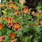 250 Seeds TIGER MONKEY Mixed Colors Mimulus Tigrinus Flower (Seeds)