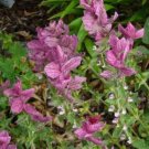 50 Seeds 'PINK Sundae' Clary SAGE / SALVIA Viridis Herb Flower (Seeds)