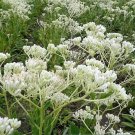 50 Seeds GREAT INDIAN PLANTAIN Cacalia Muhlenbergii White Flower (Seeds) 50 Seeds GREAT INDIAN PLANTAIN Cacalia Muhlenbergii White Flower (Seeds)