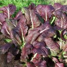 1500 Seeds RED GIANT MUSTARD Ornamental Japanese Greens Herb Vegetable Brassica (Seeds) 1500 Seeds RED GIANT MUSTARD Ornamental Japanese Greens Herb Vegetable Brassica (Seeds)