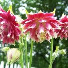 25 Seeds NORA BARLOW Pink COLUMBINE Aquilegia Caerulea Flower (Seeds) 25 Seeds NORA BARLOW Pink COLUMBINE Aquilegia Caerulea Flower (Seeds)