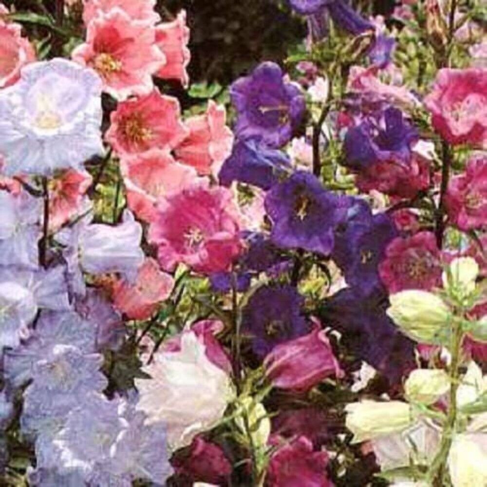 150 Seeds Mixed Colors CUP & SAUCER (Canterbury Bells) Campanula Medium Flower (Seeds)