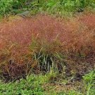 100 Seeds RUBY SILK LOVEGRASS Ornamental Love Grass Eragrostis Tef (Seeds) 100 Seeds RUBY SILK LOVEGRASS Ornamental Love Grass Eragrostis Tef (Seeds)